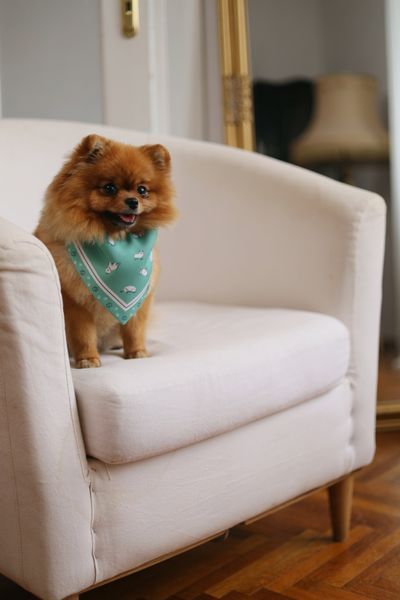 Бандана для песика "Pet Joy" 1053 фото