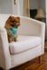 Бандана для песика "Pet Joy" 1053 фото 3